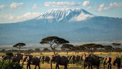 Amboseli National Park Travel Guide In Kenya, | Feast and Rest | destinations