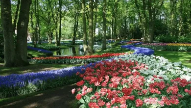 Keukenhof Travel Guide largest flower garden of Europe, | Feast and Rest | destinations